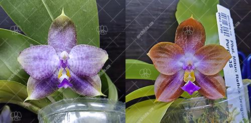Phalaenopsis (Mituo Reflex Dragon x LD Purple 3S) x sib