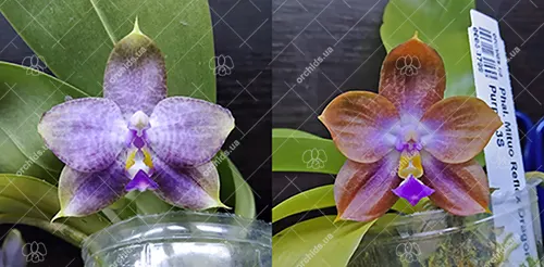 Phalaenopsis (Mituo Reflex Dragon x LD Purple 3S) x sib
