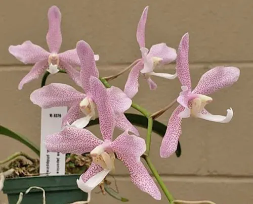 Sediropsis Nagomiyarabi