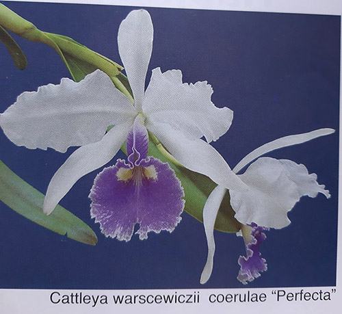 Cattleya warscewiczii coerulea 'Perfecta' x self