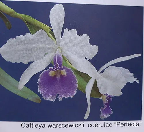 Cattleya warscewiczii coerulea 'Perfecta' x self