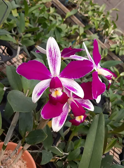 Cattleya violacea semi-alba flamea #1 x violacea semi-alba flamea #2