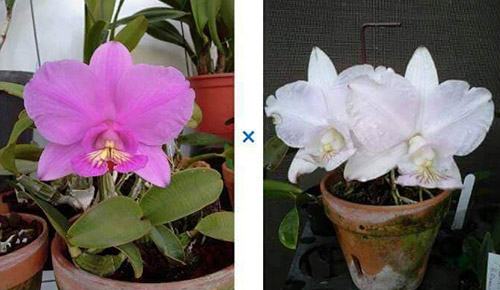 Cattleya nobilior 'Summer Rose' x nobilior amaliae 'Luma #5'