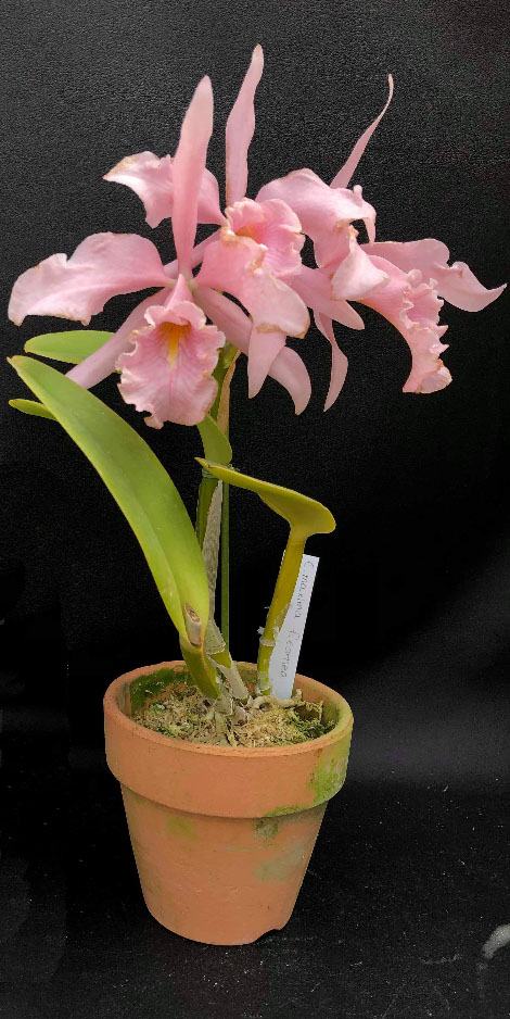 Cattleya maxima carnea 'Sakura Whisper'