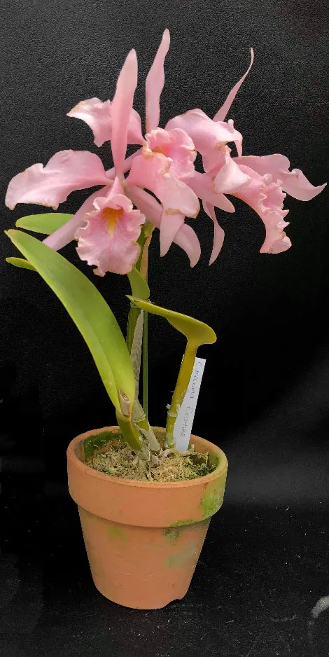 Cattleya maxima carnea 'Sakura Whisper'