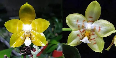 Phalaenopsis Yaphon 'Yellow Bomb' x Gelblieber flava