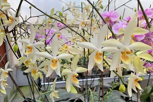 Phalaenopsis aphrodite x cochlearis