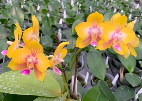 Phalaenopsis Sogo Shito x Mituo King Bellina