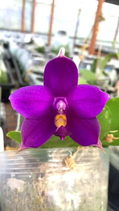 Phalaenopsis Samera x Shingher Pure Love