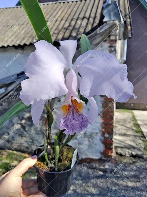 Cattleya mossiae coerulea x sib ('Liesette' x 'CH#6')