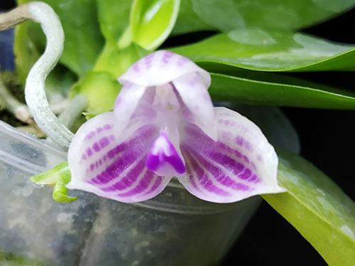 Phalaenopsis javanica 'Yin#2' x javanica 'Yin#1'