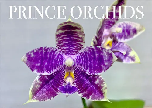 Phalaenopsis (Penang Violacea 'indigo' x lueddemanniana fma coerulea)