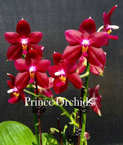 Phalaenopsis KS Super Zebra 'Spicy Girl'