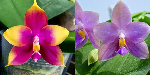 Phalaenopsis (Hawaii Dragon Girl x Penang Violacea)