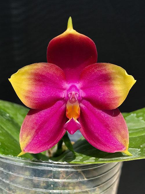 Phalaenopsis Summer Dance Queen