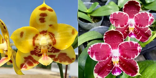 Phalaenopsis (YangYang Love x KS Super Zebra)