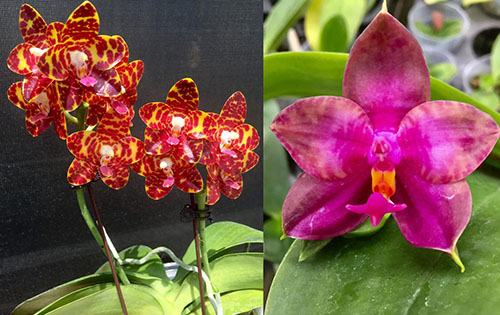 Phalaenopsis (Jong's Gigan Cherry x Miro Super Star)