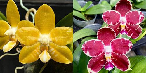 Phalaenopsis (Yaphon Yellow Bloom x KS Super Zebra)