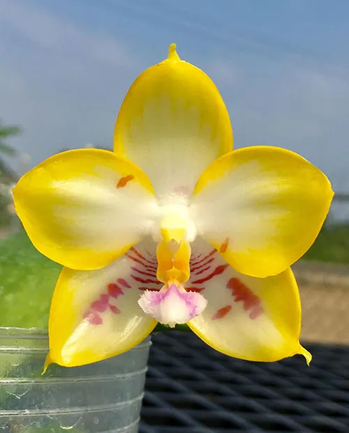 Phalaenopsis YangYang Love 'Love'