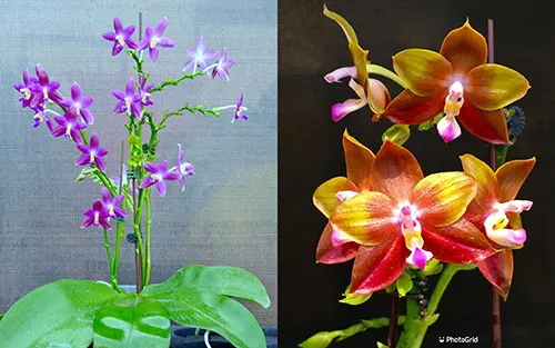 Phalaenopsis (LD Bear King x YangYang Blueberry)