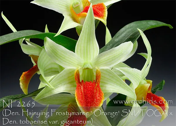 Dendrobium Jiaho Delight (Hsinying Frostymaree 'Orange' x tobaense var giganteum)