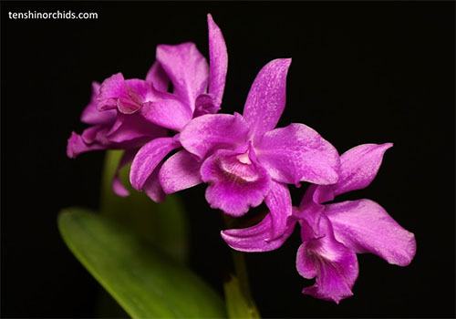 Cattleya bowringiana red form