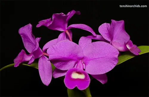 Cattleya skinneri 'Heiti Jacobs'