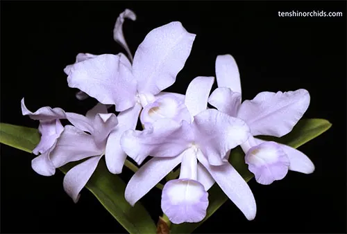 Cattleya skinneri coerulescens