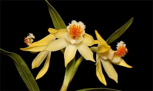 Dendrobium schrautii