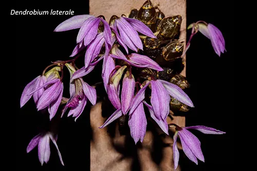 Dendrobium laterale