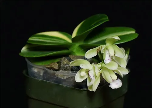 Sedirea japonica Minmaru Shima