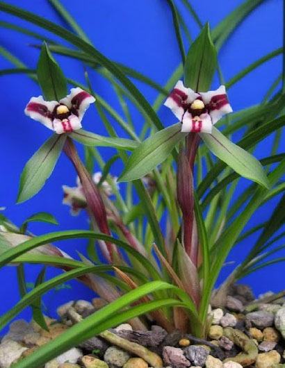 Cymbidium goeringii Hu Rui Die