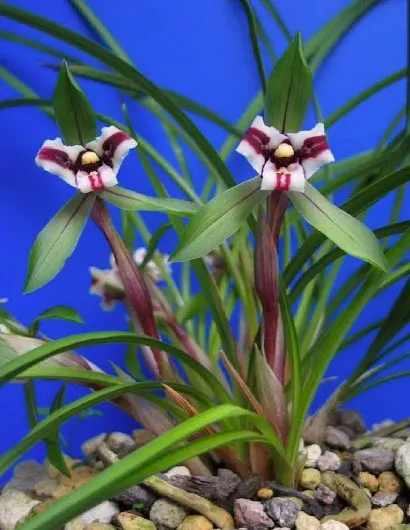 Cymbidium goeringii Hu Rui Die