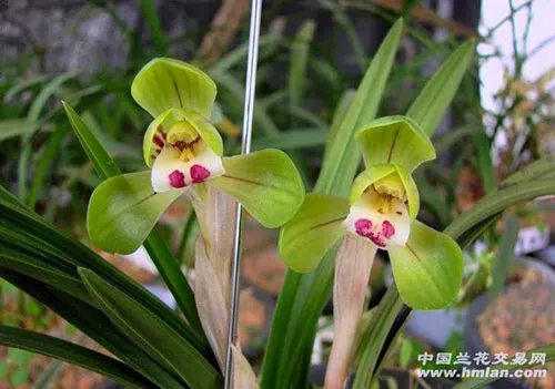 Cymbidium goeringii Da Tuan Yuan
