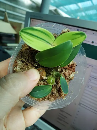 Dendrobium specioum variegated