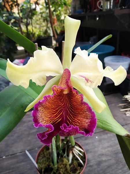 Cattleya dowiana (Wei)