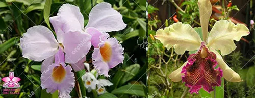 Cattleya Zephyr (schroederae x dowiana)