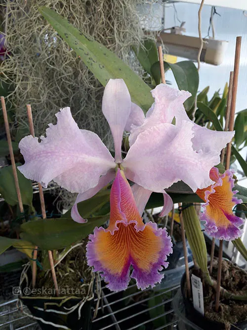 Cattleya Zephyr (schroederae x dowiana)