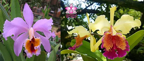 Cattleya Leda (percivaliana x dowiana)