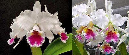 Cattleya Eva's Fabula Contigo (labiata semi-alba x rex)