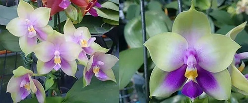 Phalaenopsis Mituo Prince 'Bb' x bellina 'Mituo #1'
