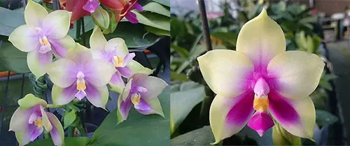 Phalaenopsis Mituo Prince 'Bb' x bellina