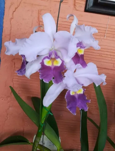 Cattleya warscewiczii coerulea 'Anil'