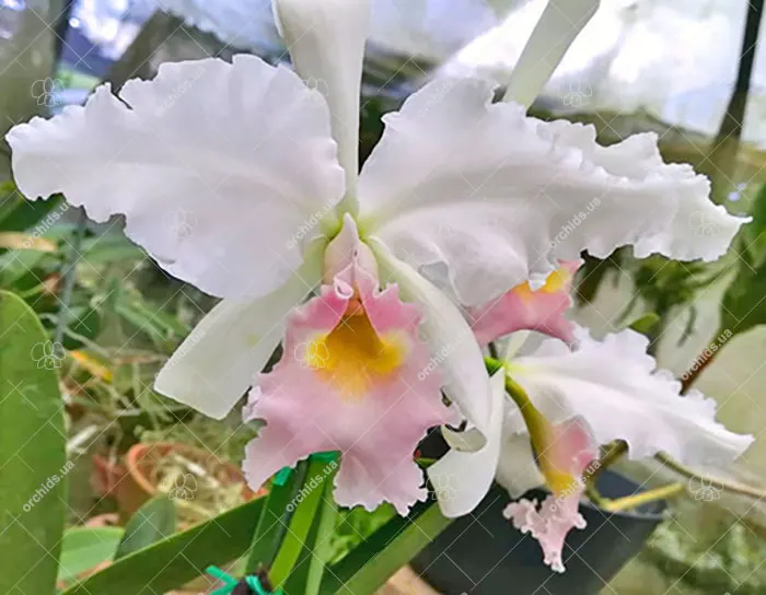 Cattleya warscewiczii semi-alba 'Ismael' x self