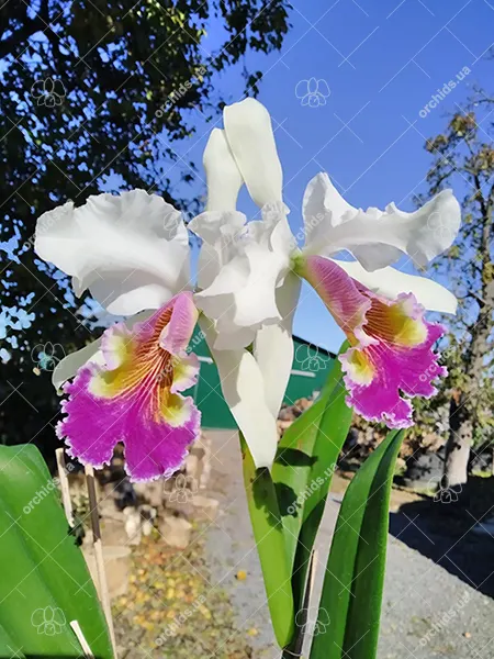 Cattleya (labiata x dowiana aurea)