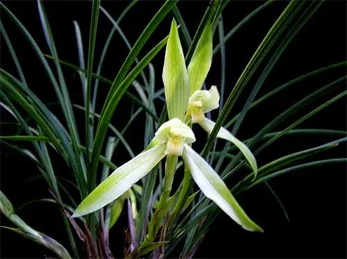 Cymbidium goeringii Chun Lan Bai Hua