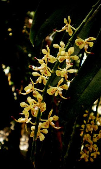 Pteroceras longicalcareum