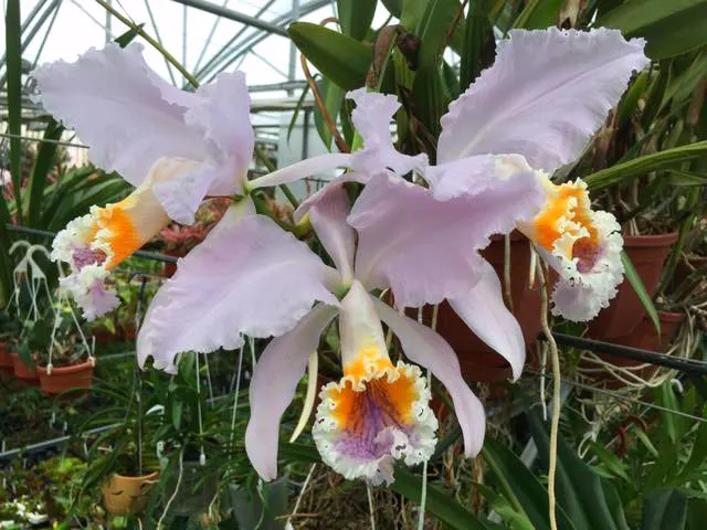 Cattleya mossiae coerulea '#7' x self