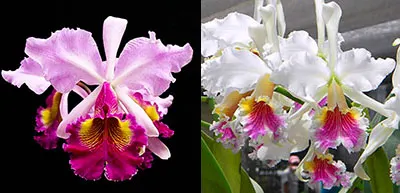 Cattleya Pannemaekeriana (Hardyana x rex)