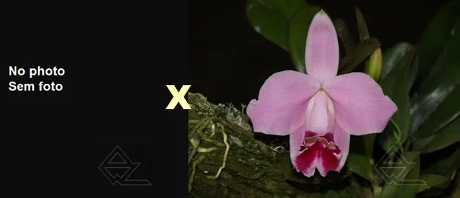 Laelia pumila vinicolor ('R Spadim' x 'Vinho')